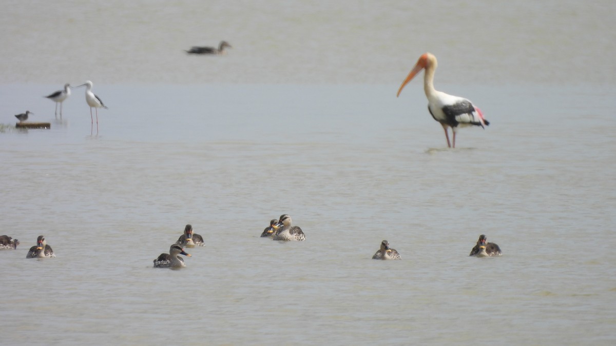 Indian Spot-billed Duck - ML624579189