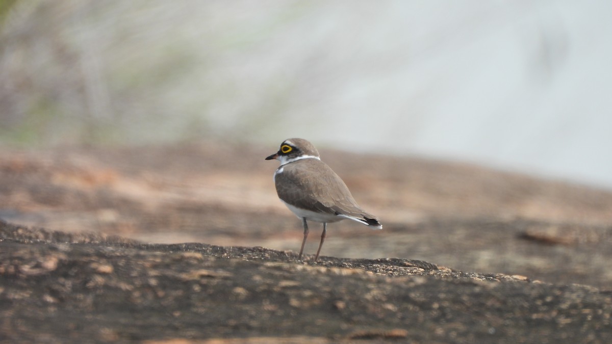 Little Ringed Plover - ML624579190