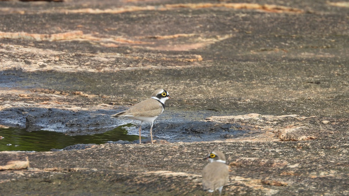 Little Ringed Plover - ML624579191