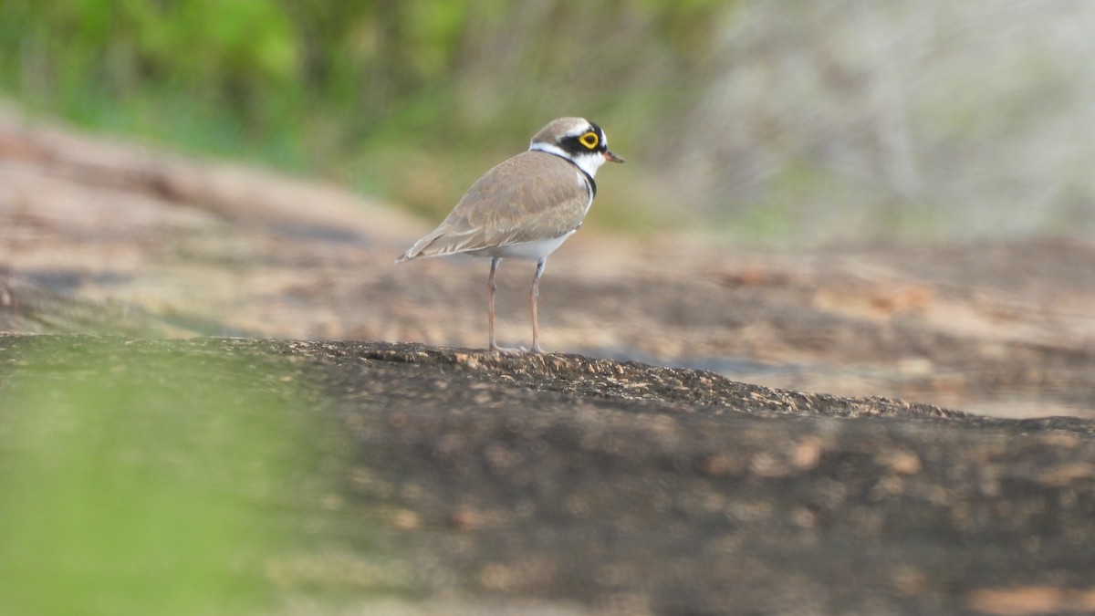 Little Ringed Plover - ML624579192