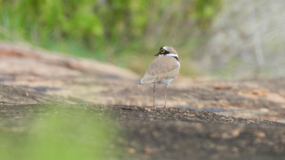 Little Ringed Plover - ML624579193