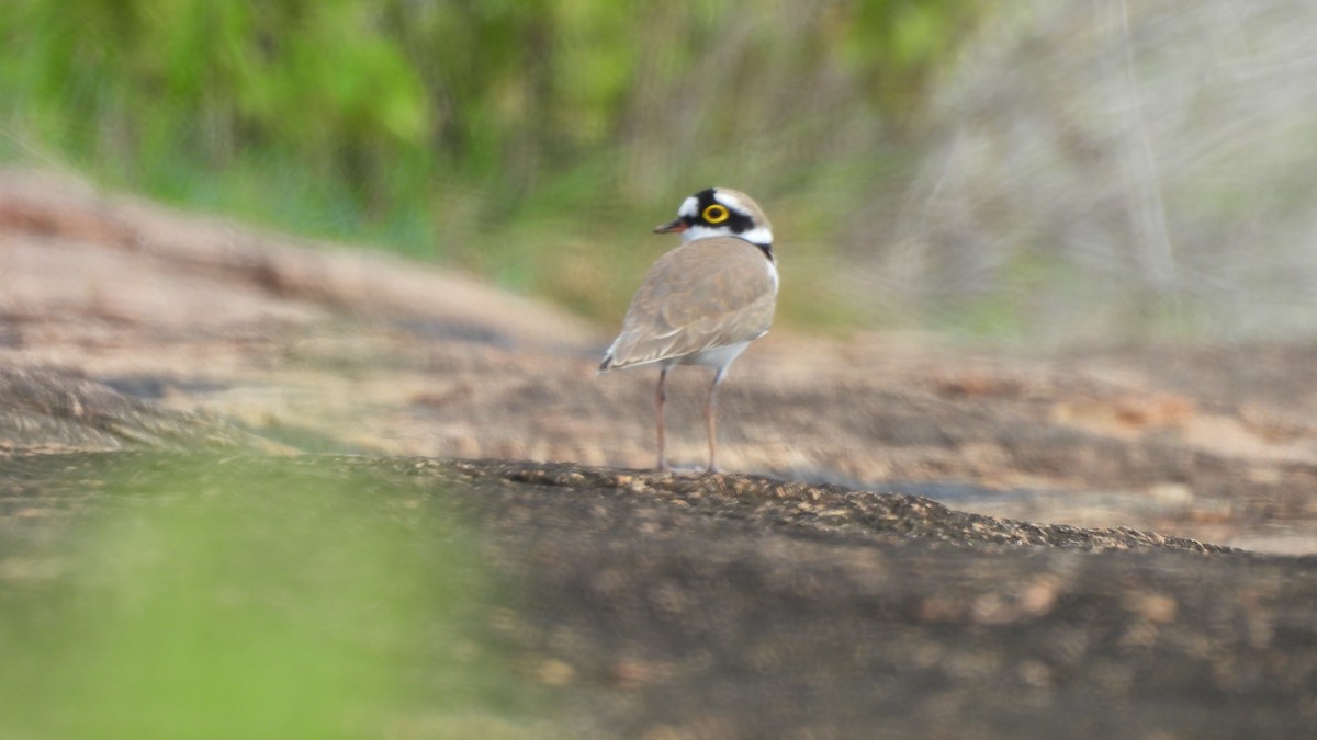 Little Ringed Plover - ML624579194