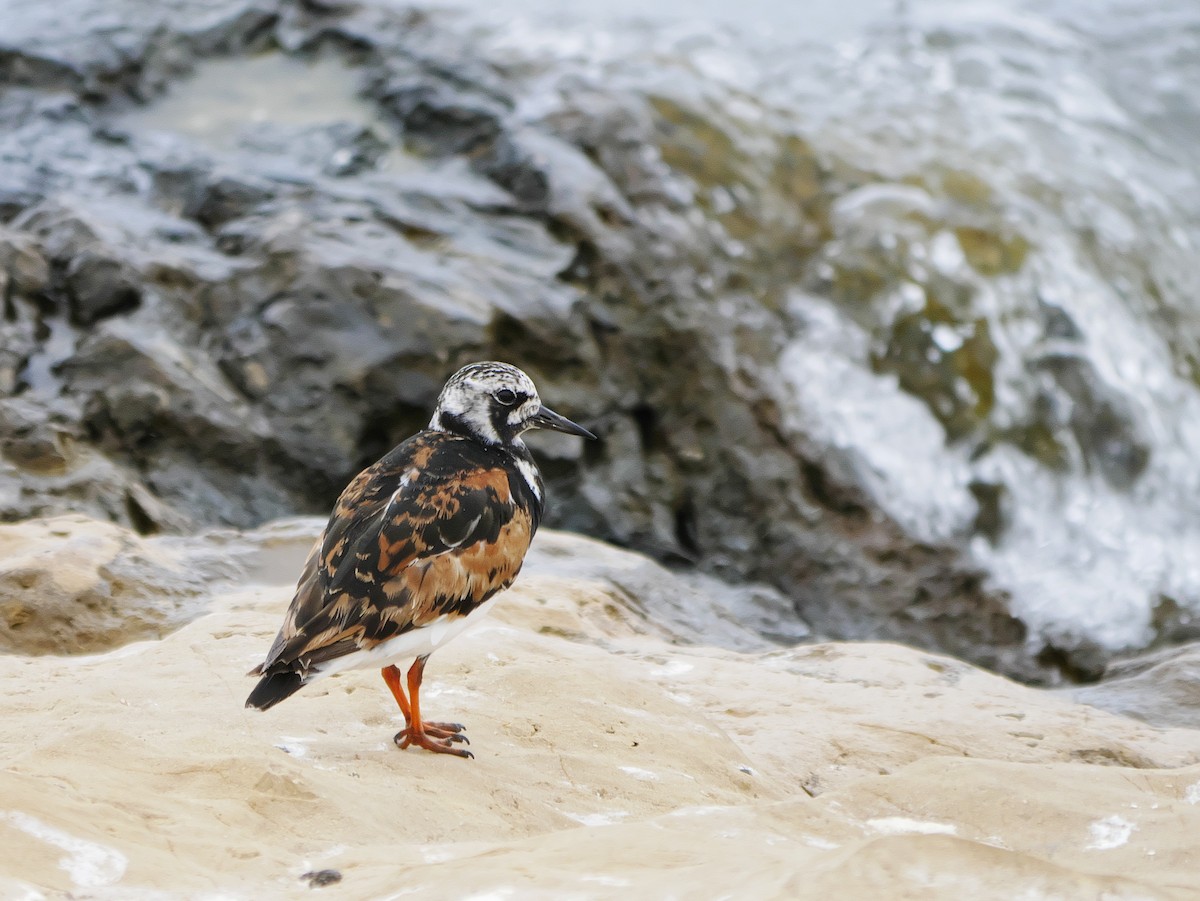 Ruddy Turnstone - ML624579199