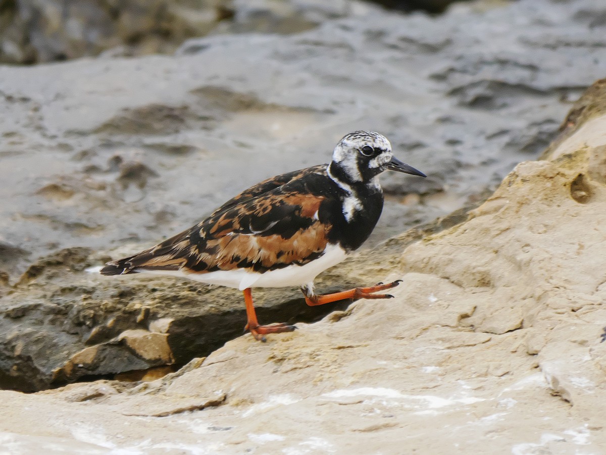 Ruddy Turnstone - ML624579200