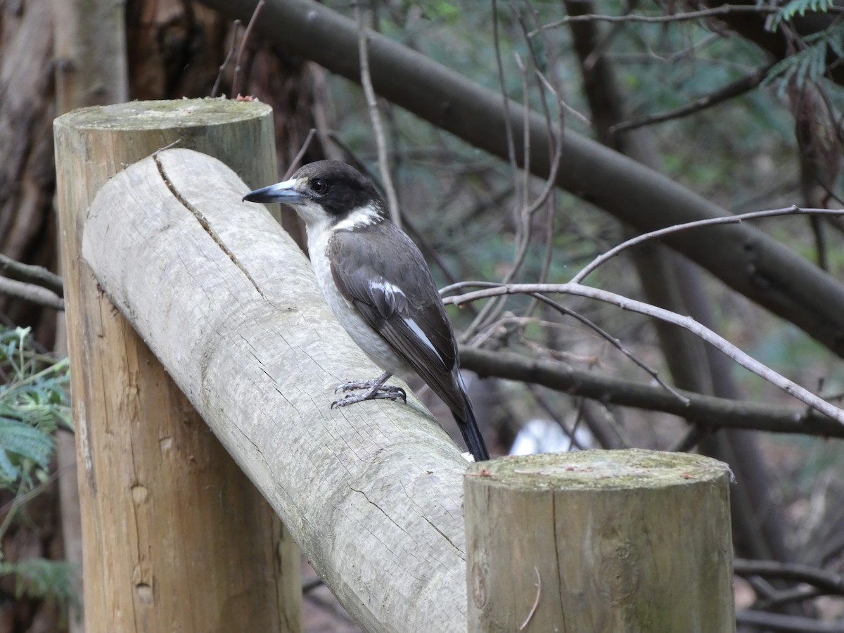 Gray Butcherbird - Robert Schiller