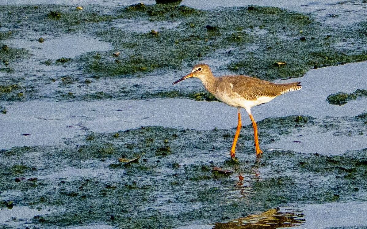 Common Redshank - Shahul Valasi