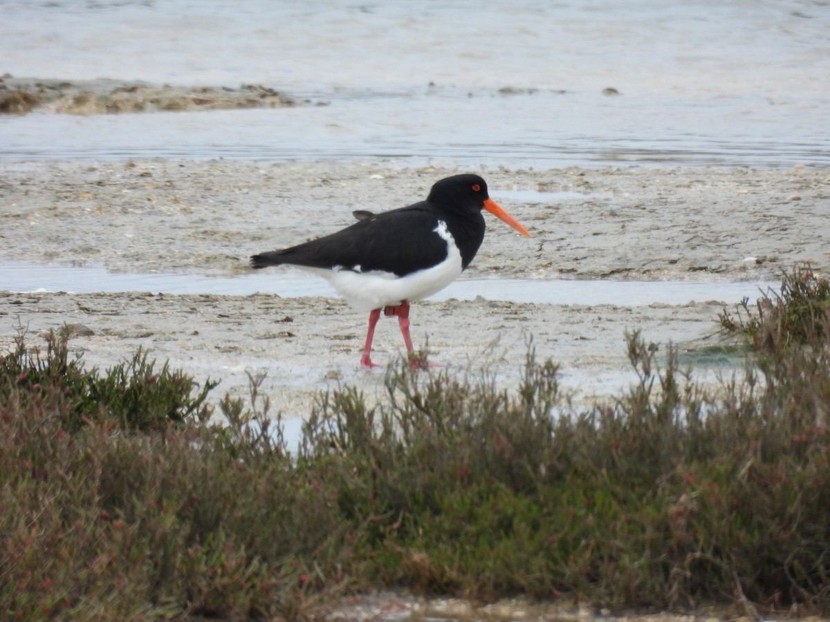 Pied Stilt - Benedick Furniss