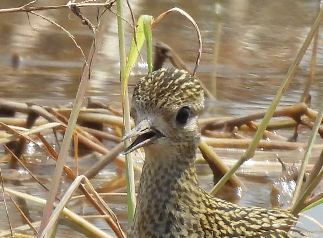 Pacific Golden-Plover - ML624579436