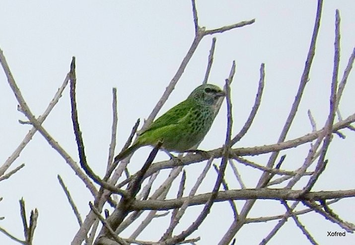 Spotted Tanager - ML624579441