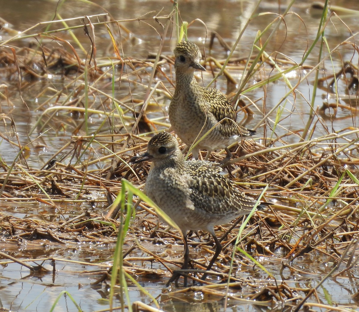 Pacific Golden-Plover - ML624579449