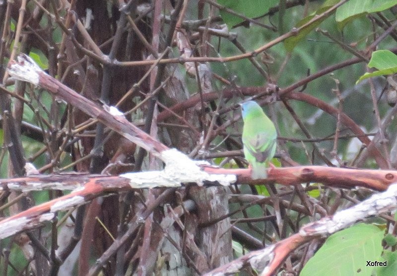 Blue Dacnis - ML624579465