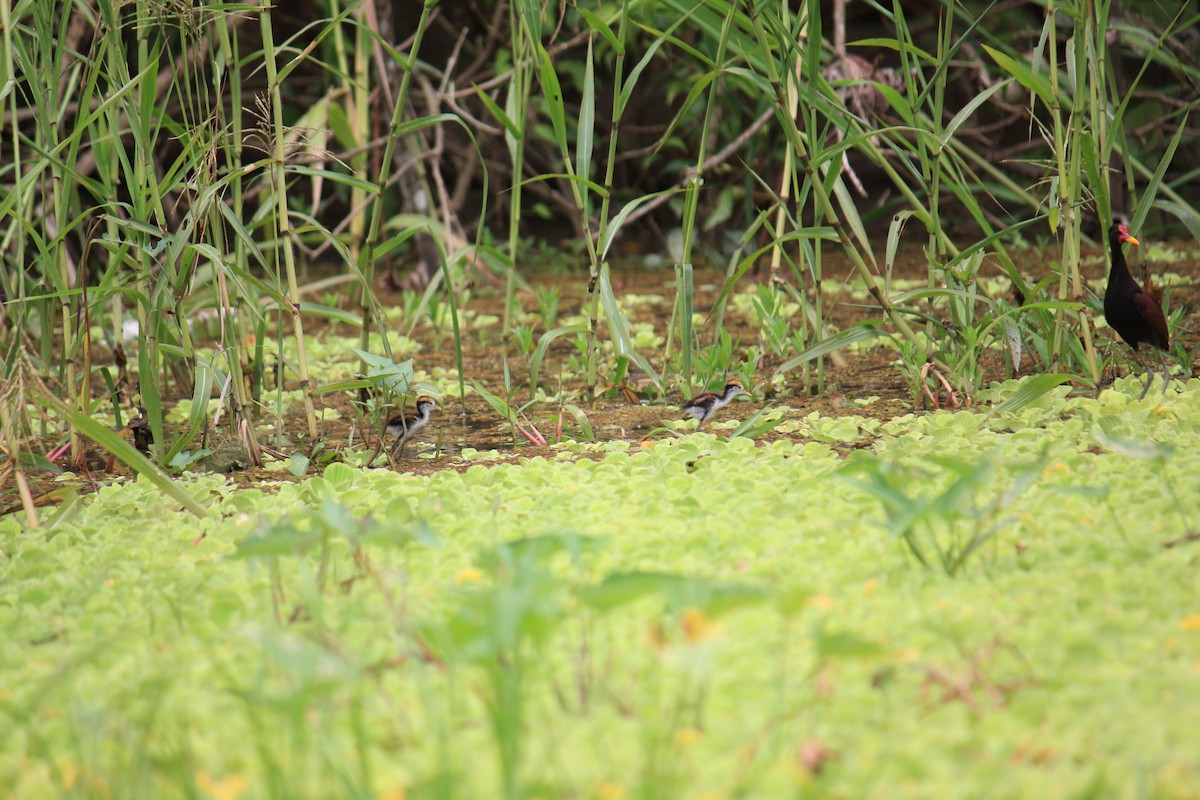 Wattled Jacana - ML624579467