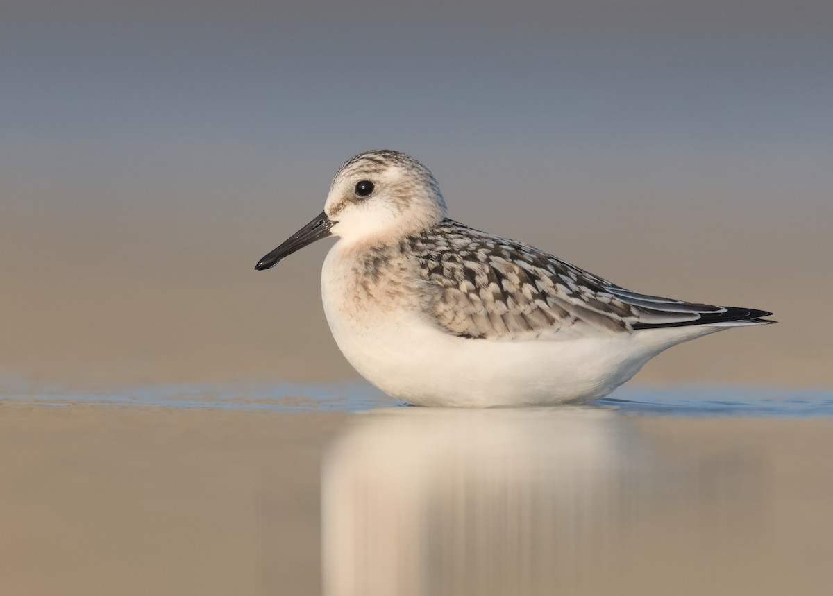 Sanderling - ML624579478