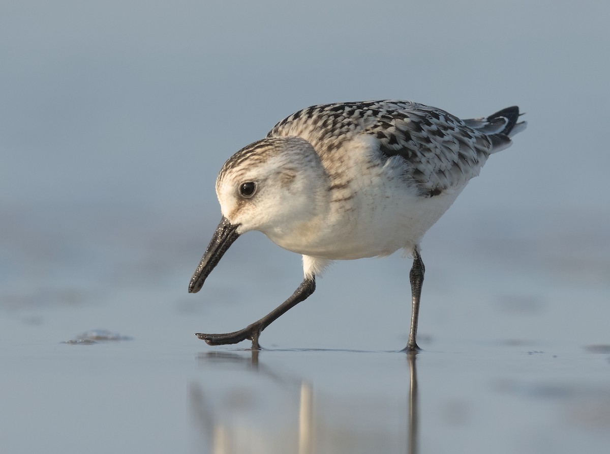 Sanderling - ML624579479