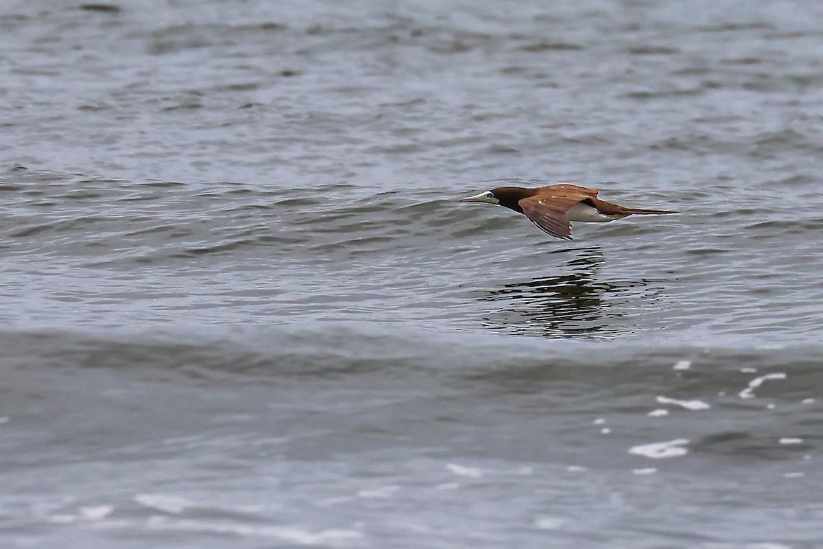 Brown Booby - ML624579494