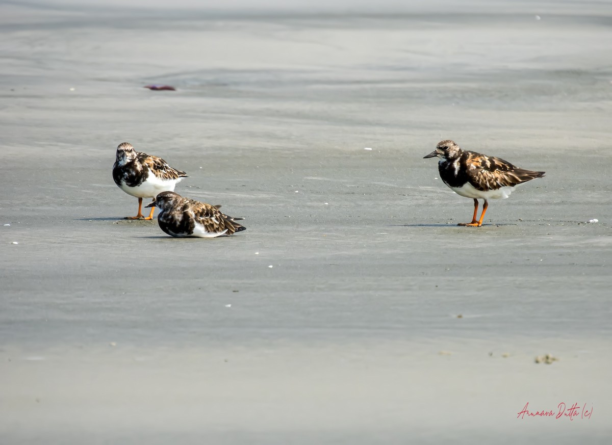 Ruddy Turnstone - ML624579496