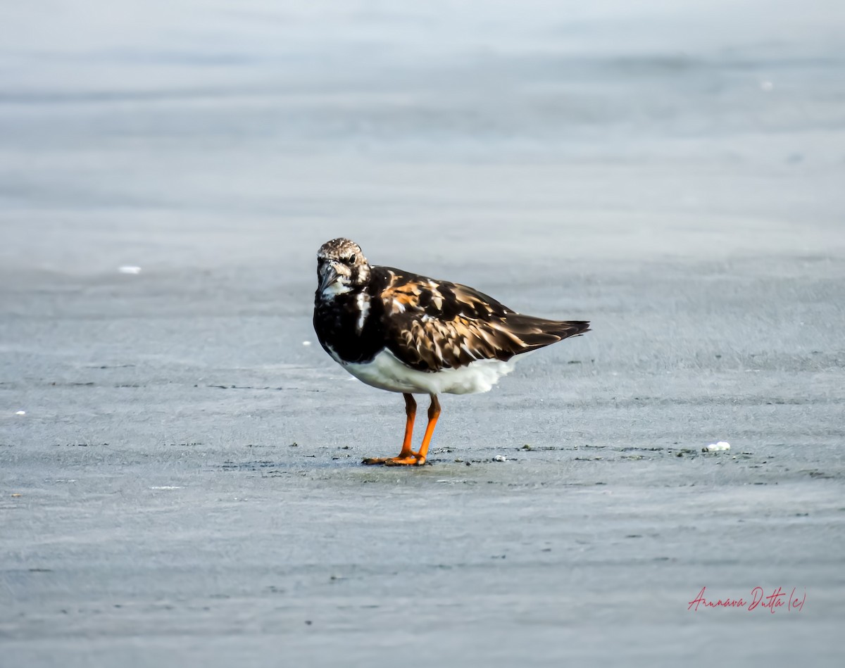 Ruddy Turnstone - ML624579498