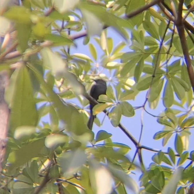 Kül Rengi Drongo - ML624579513