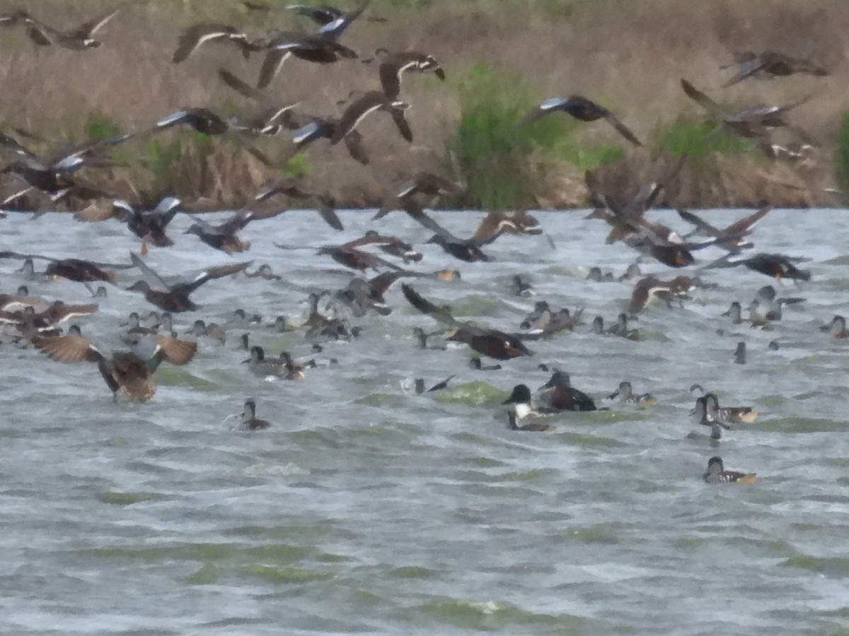 Northern Shoveler - Benedick Furniss