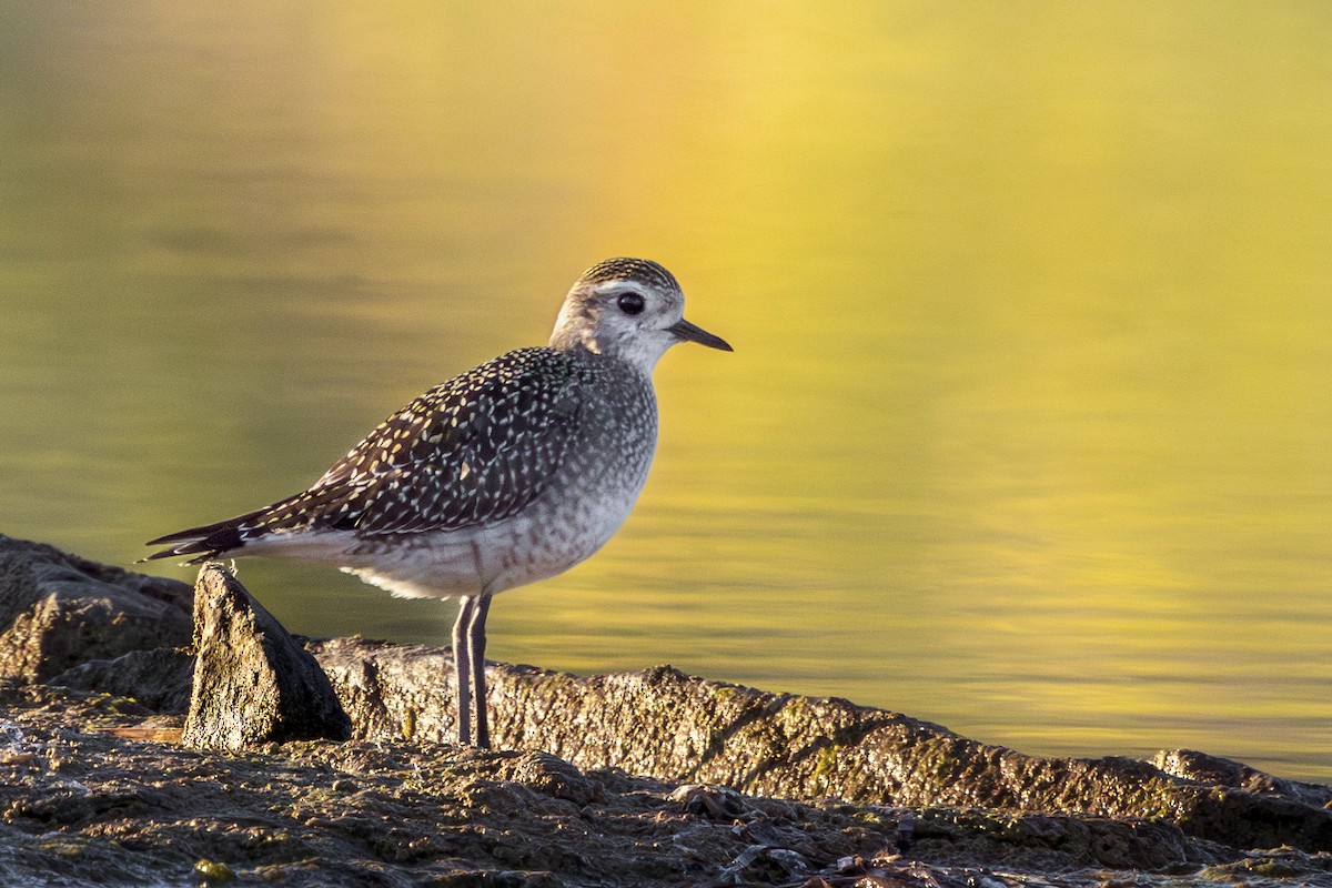 American Golden-Plover - Brad Reinhardt