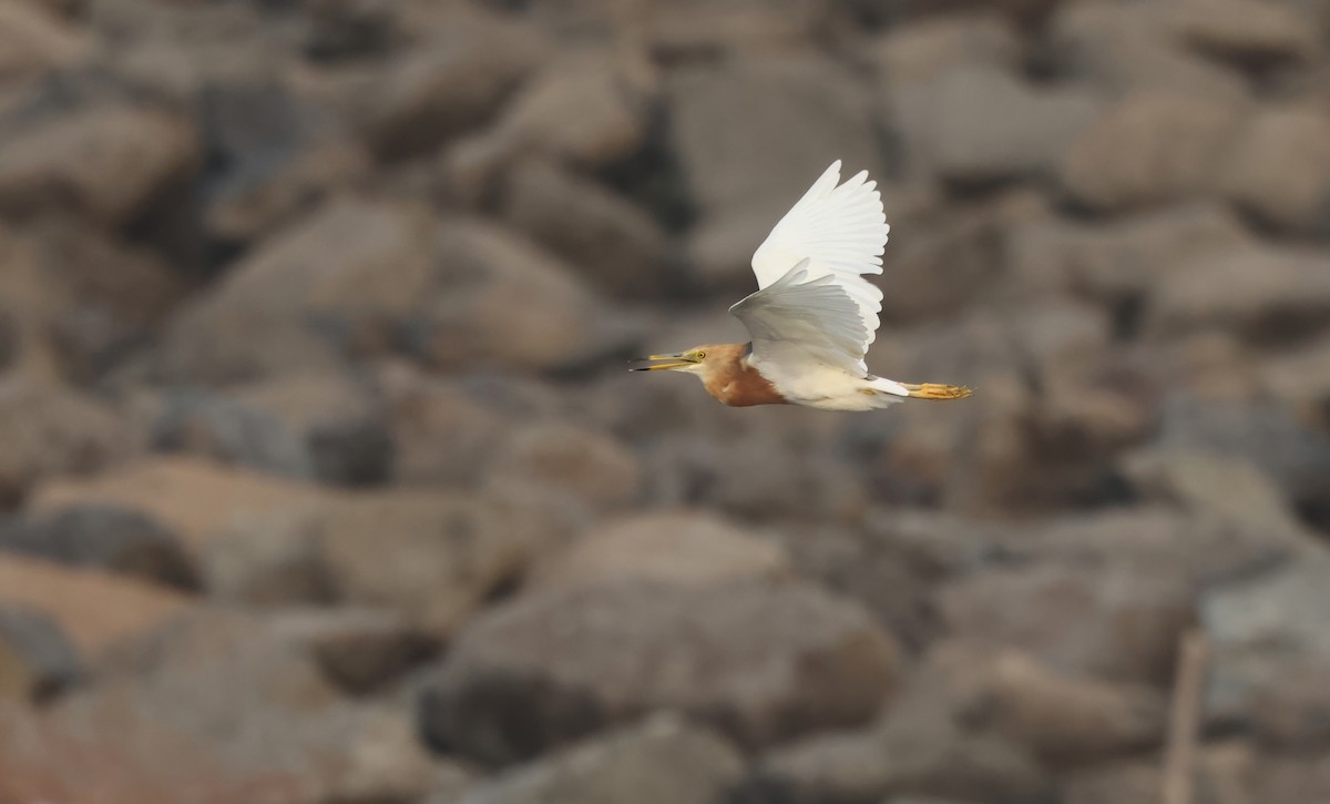 Javan Pond-Heron - Allen Lyu