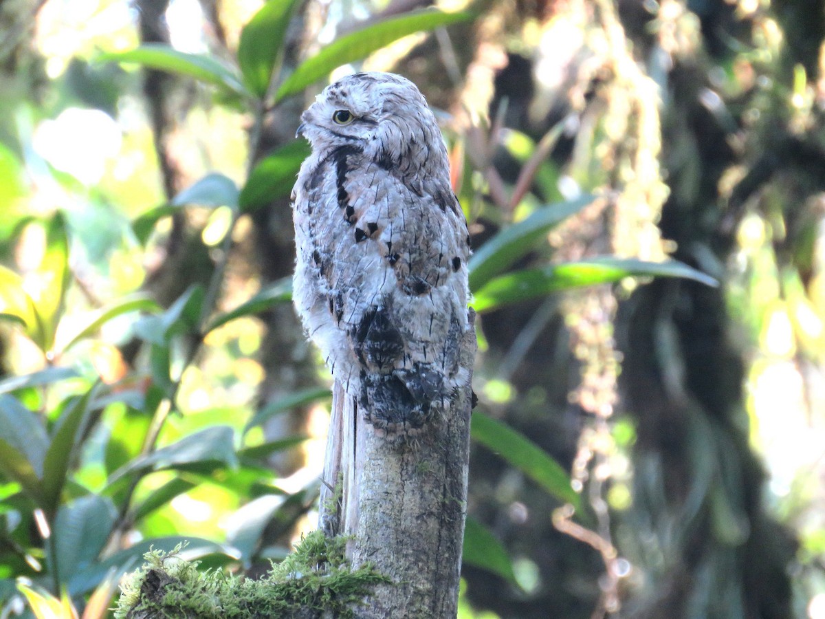 Common Potoo - Jose Estrada