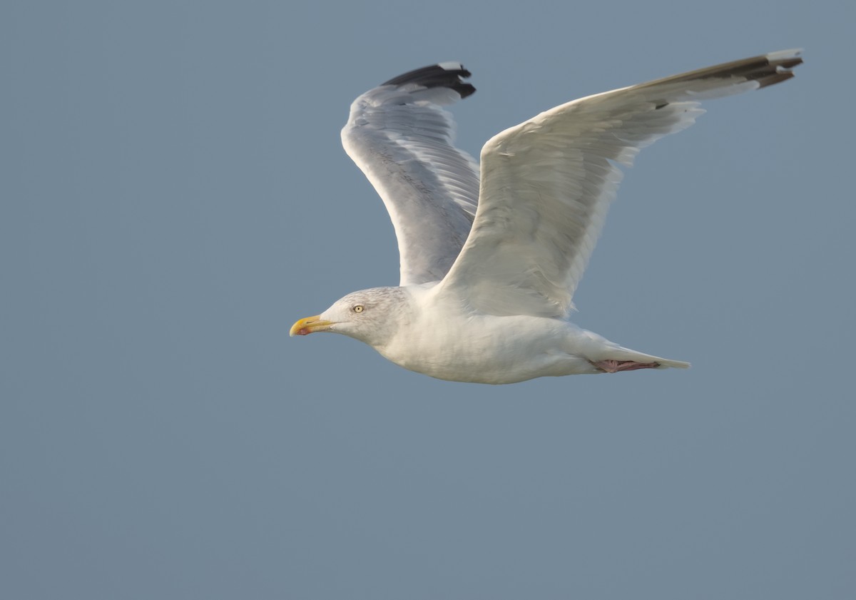 Kuzey Gümüş Martısı (argentatus/argenteus) - ML624579537