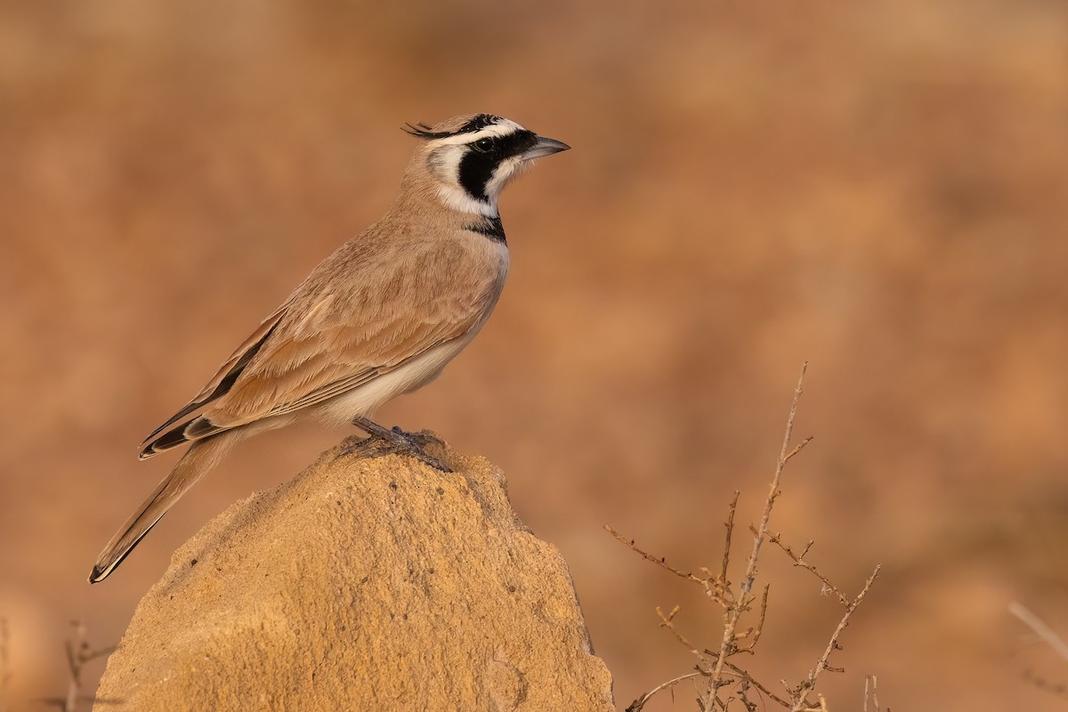 Temminck's Lark - Jaap Velden