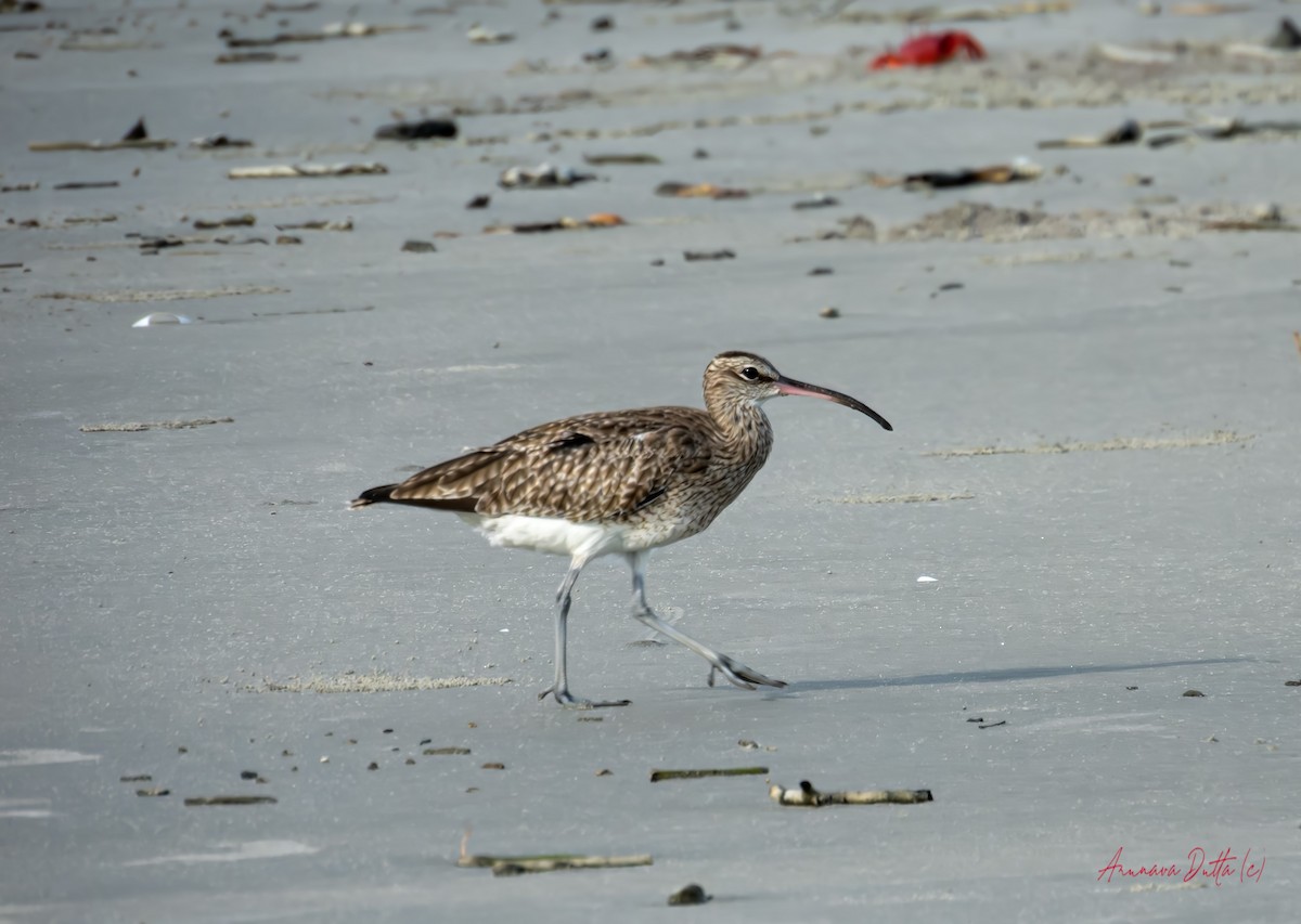 Whimbrel - ML624579561