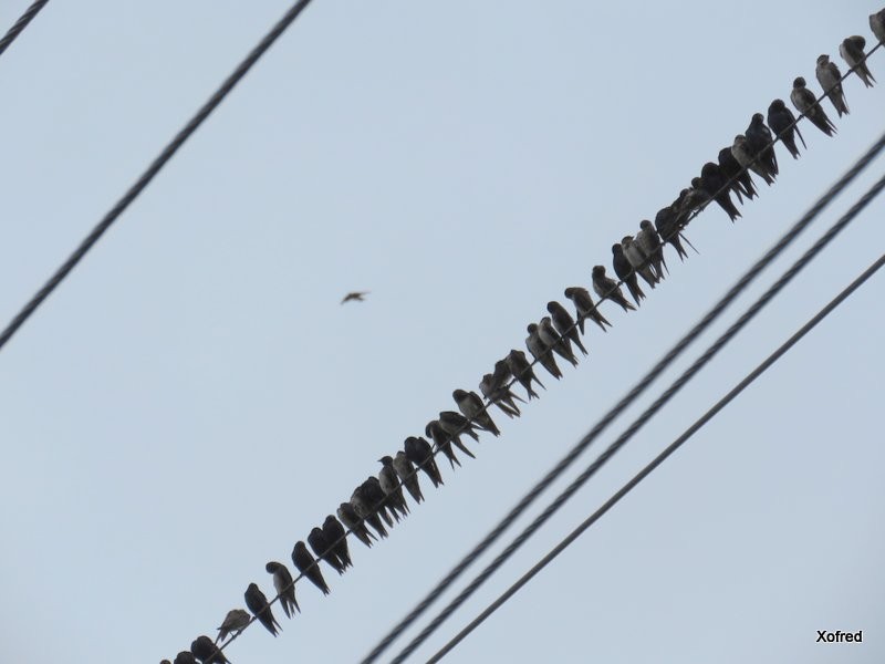 Purple Martin - ML624579572