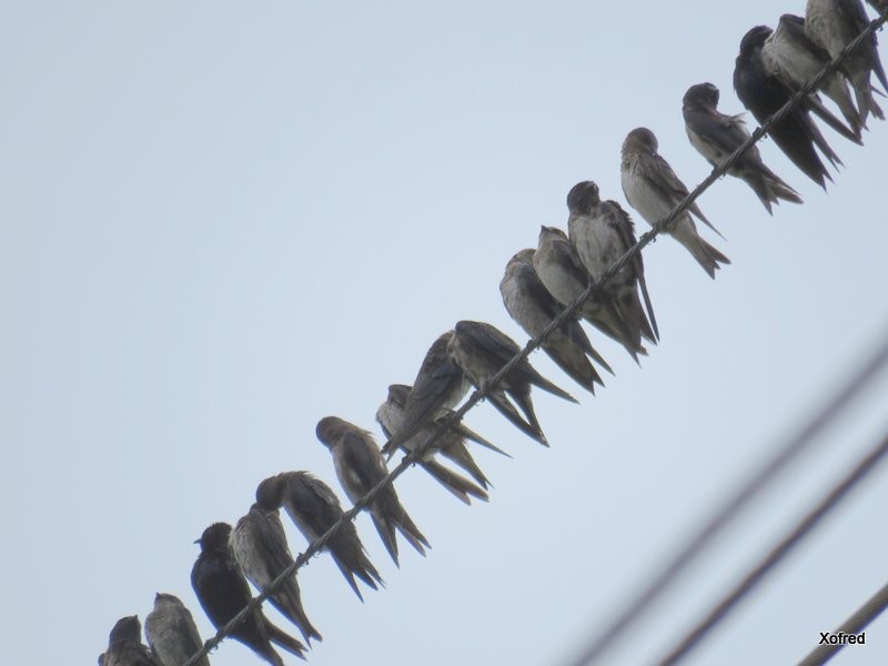 Purple Martin - ML624579573