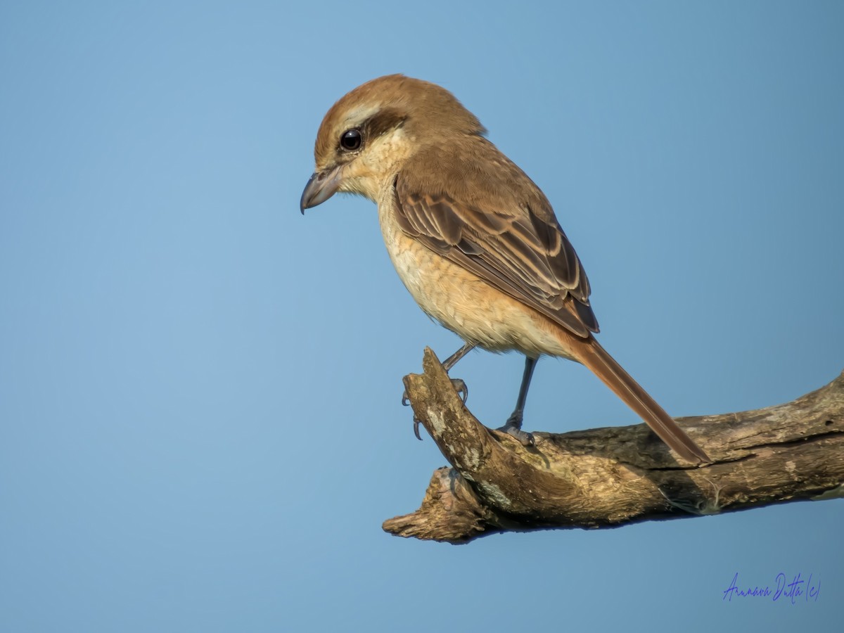 Brown Shrike - Arunava Dutta