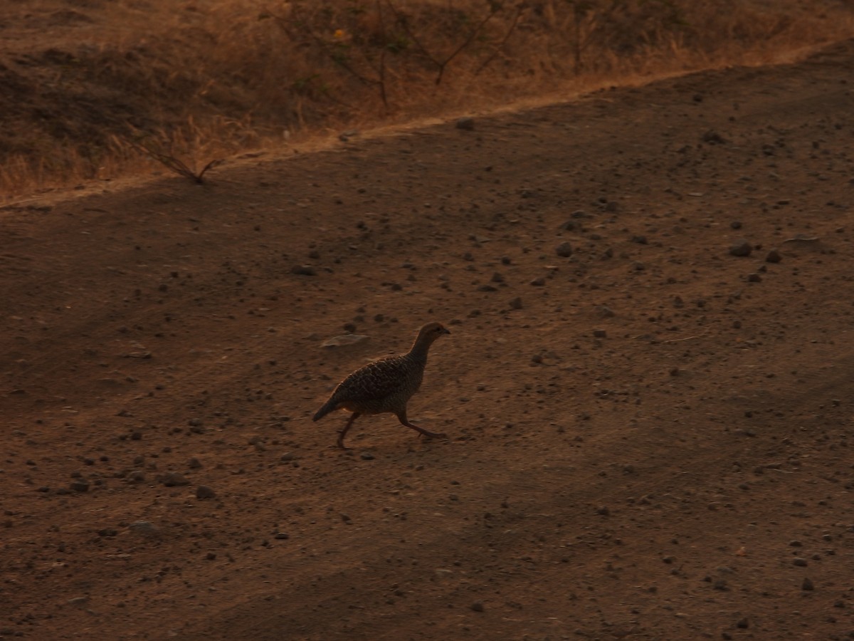 Gray Francolin - ML624579581