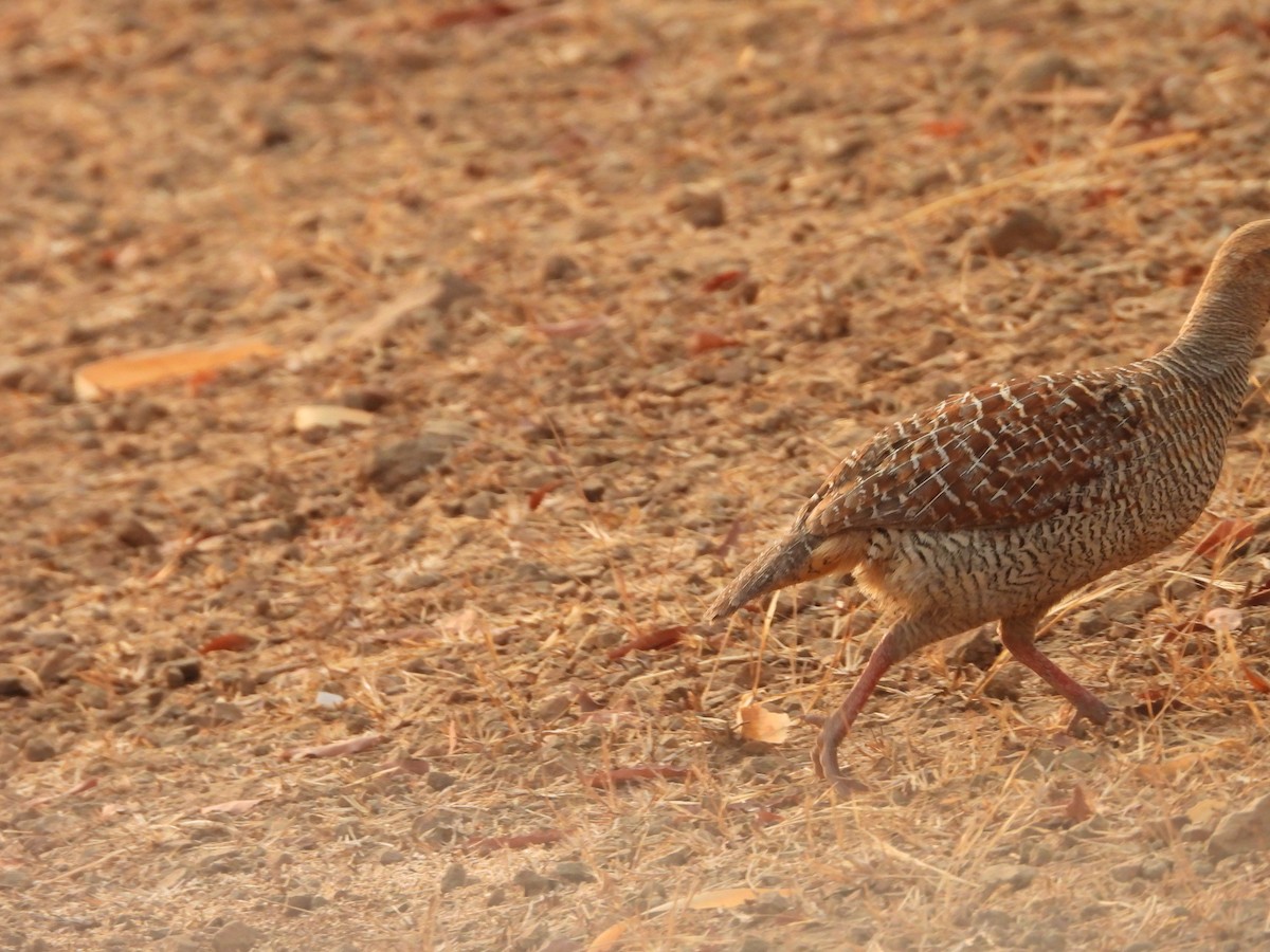 Gray Francolin - ML624579582