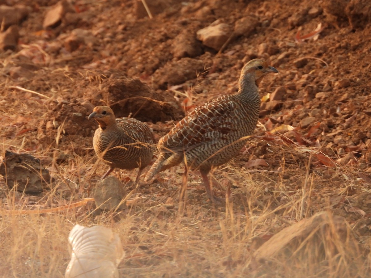 Gray Francolin - ML624579583