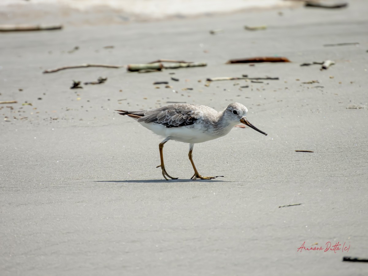 Terek Sandpiper - Arunava Dutta