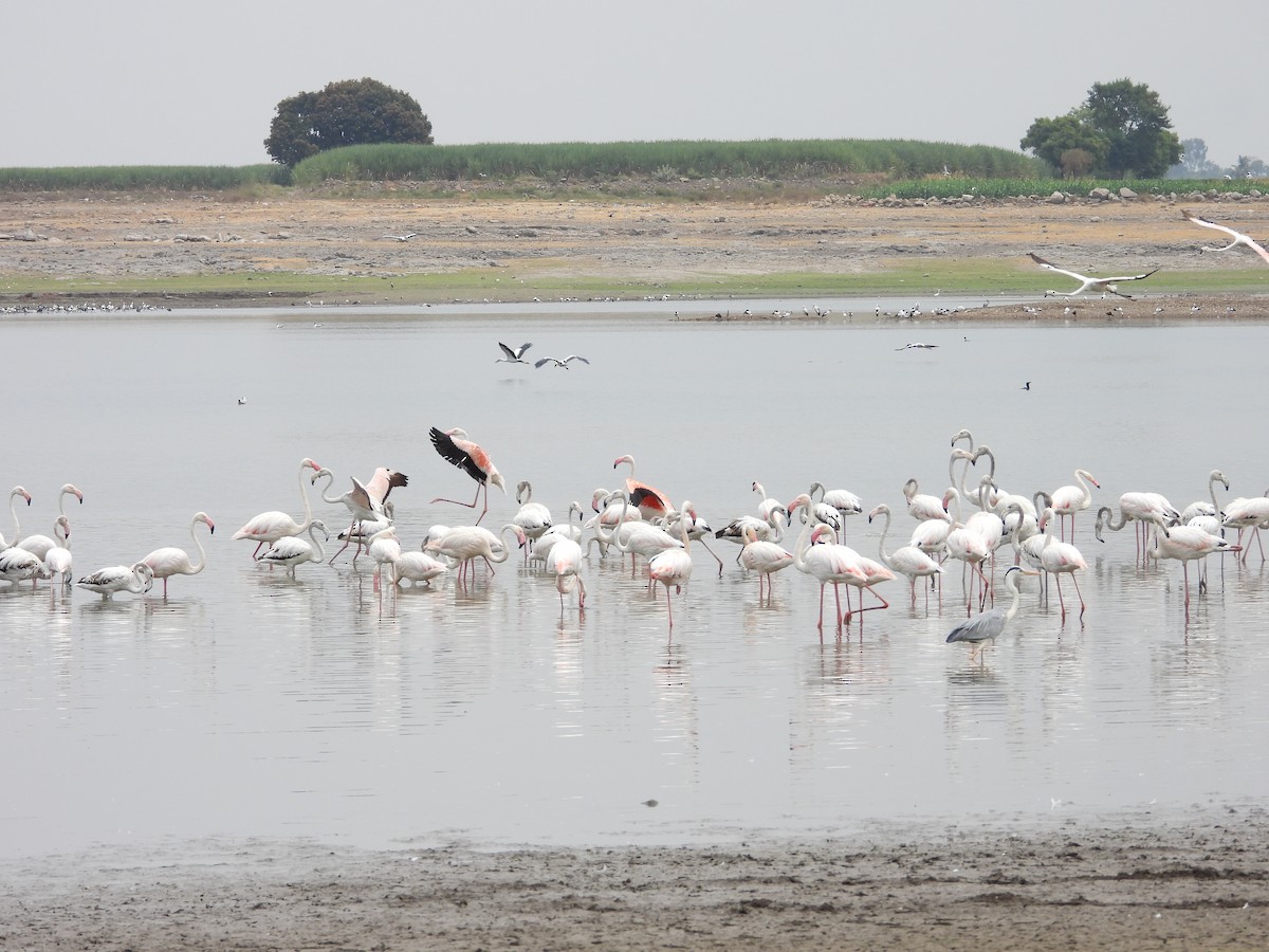 Greater Flamingo - Pankaj and Ameya Chaturvedi