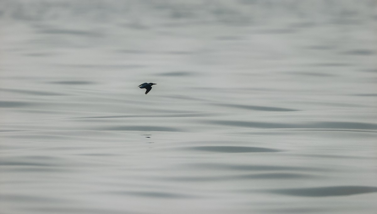 Small Blue Kingfisher - Allen Lyu