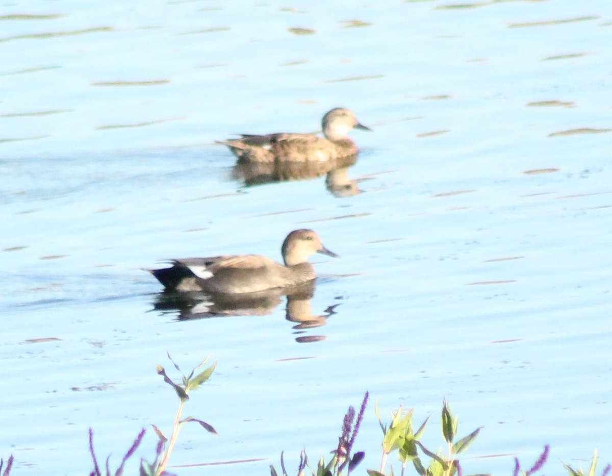 Gadwall - Madhavi Babtiwale