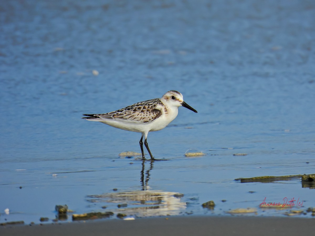 Sanderling - ML624579595