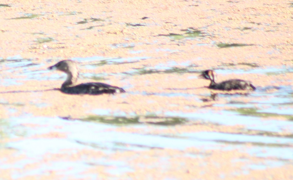 Pied-billed Grebe - ML624579604