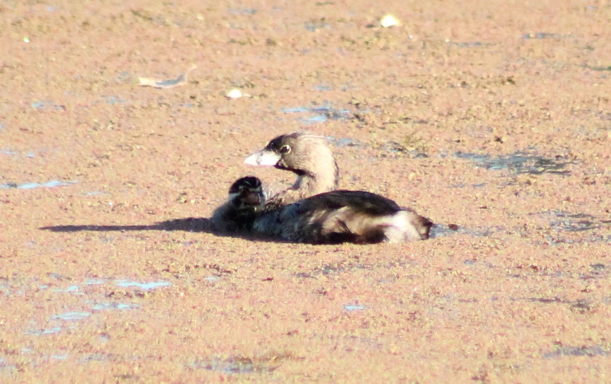 Pied-billed Grebe - ML624579608