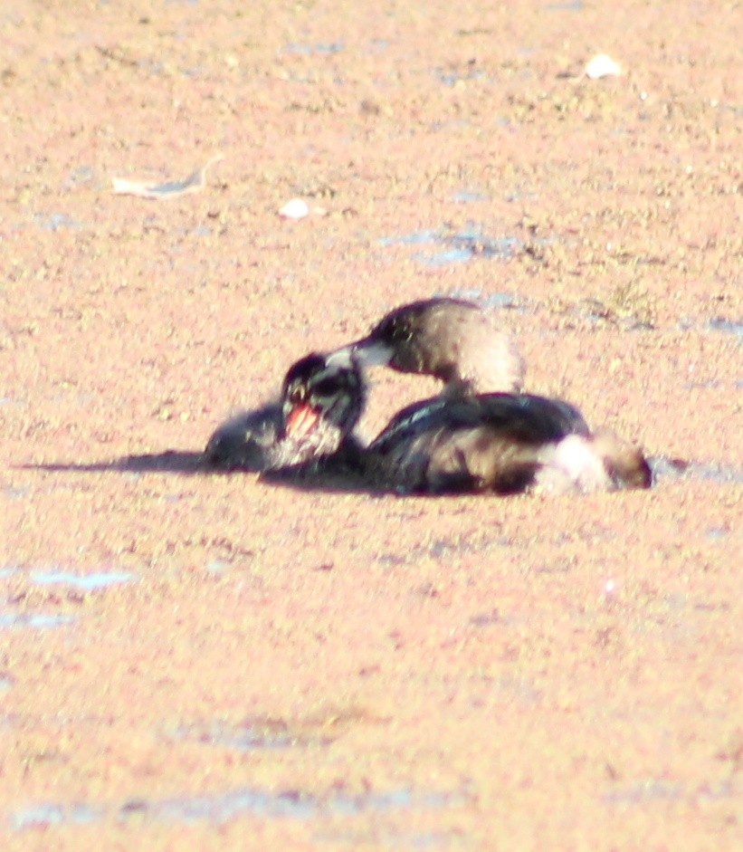 Pied-billed Grebe - ML624579610