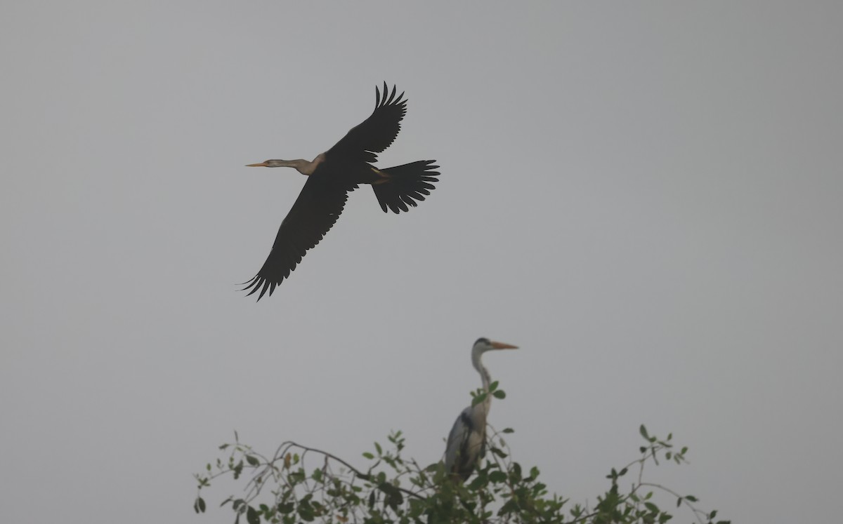 Oriental Darter - ML624579619