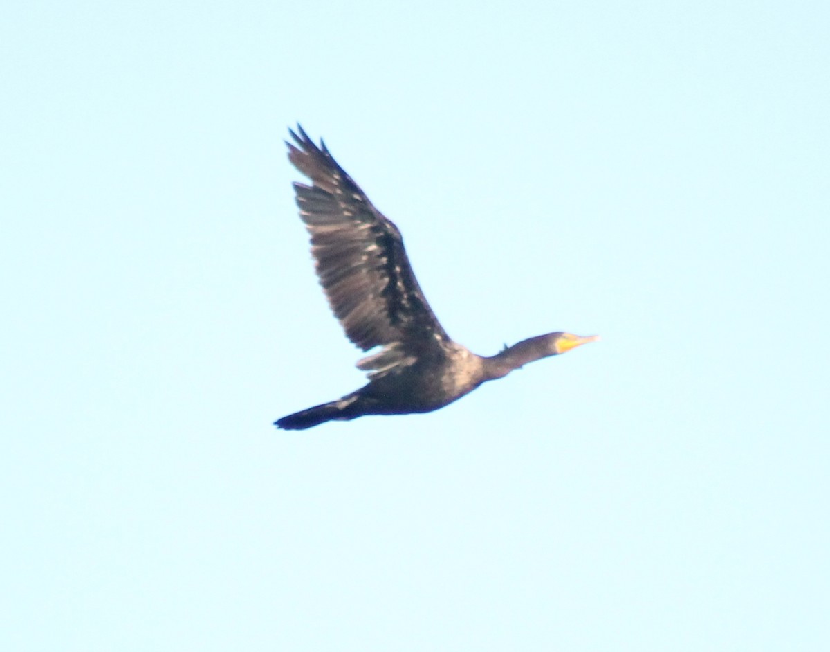 Double-crested Cormorant - ML624579620