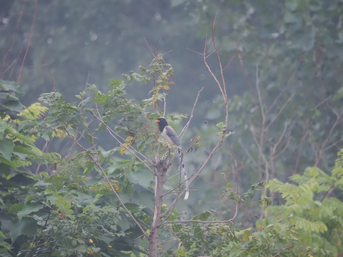 Red-billed Blue-Magpie - ML624579622