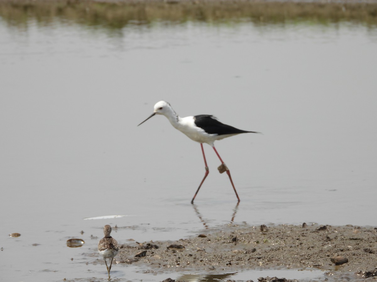 Black-winged Stilt - ML624579623