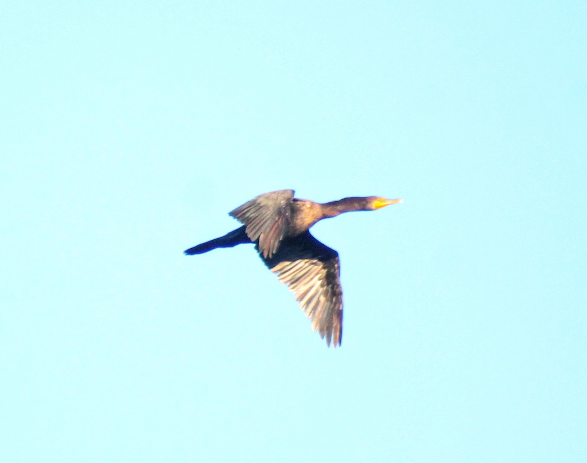 Double-crested Cormorant - ML624579624