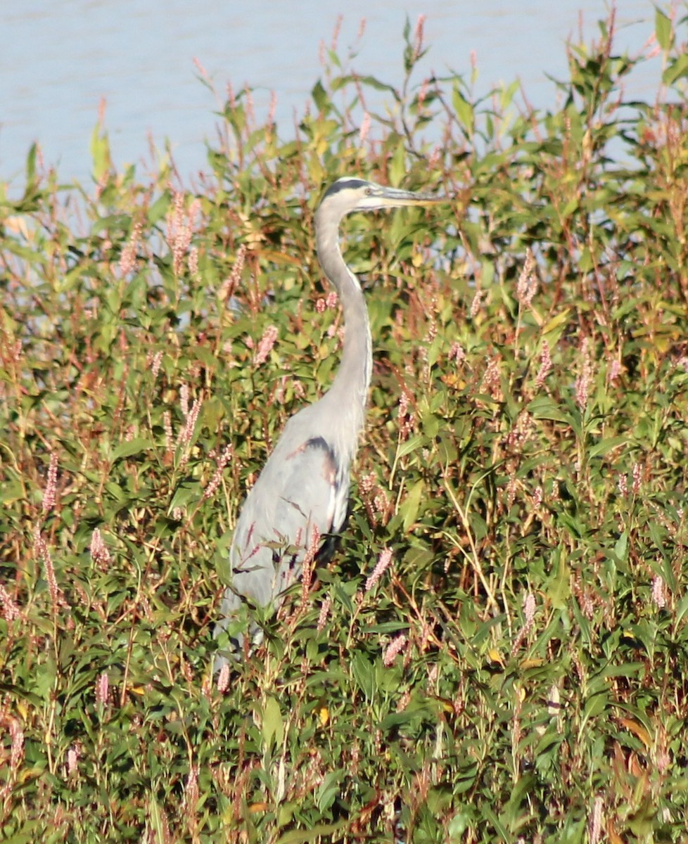 Great Blue Heron - ML624579625