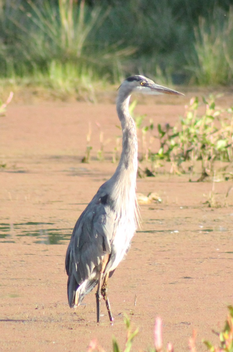 Great Blue Heron - ML624579627